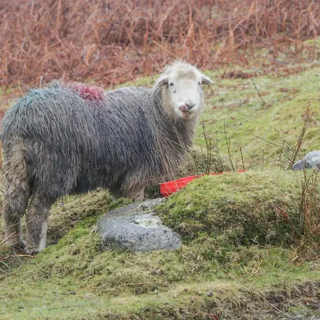 Pheasant's Nest Semesterbostad *